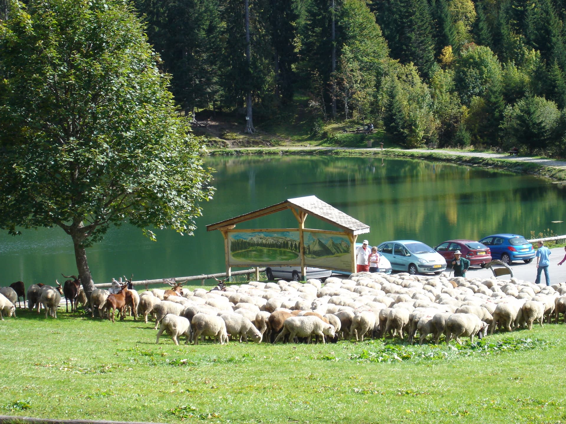 Image du lac et de moutons